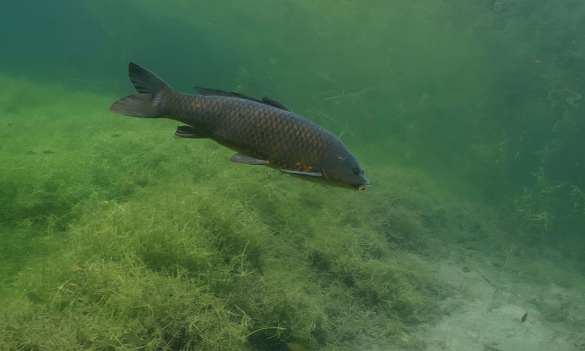 Wildkarpfen